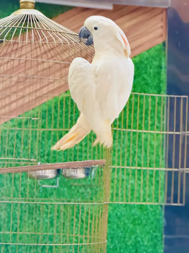 Pet Image