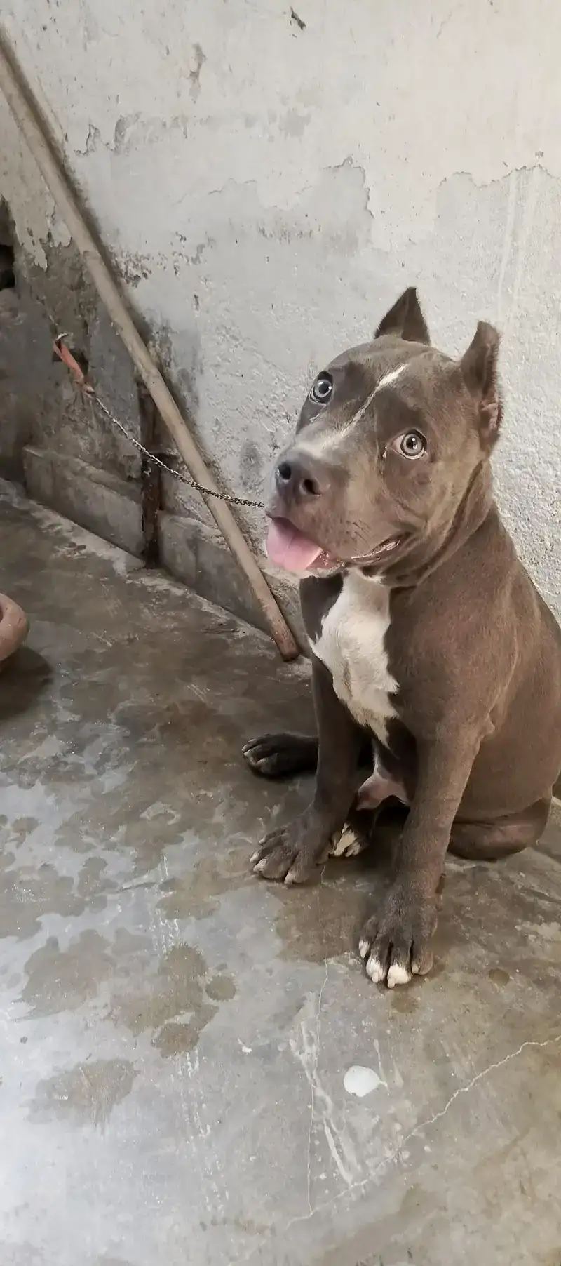 Pet Image