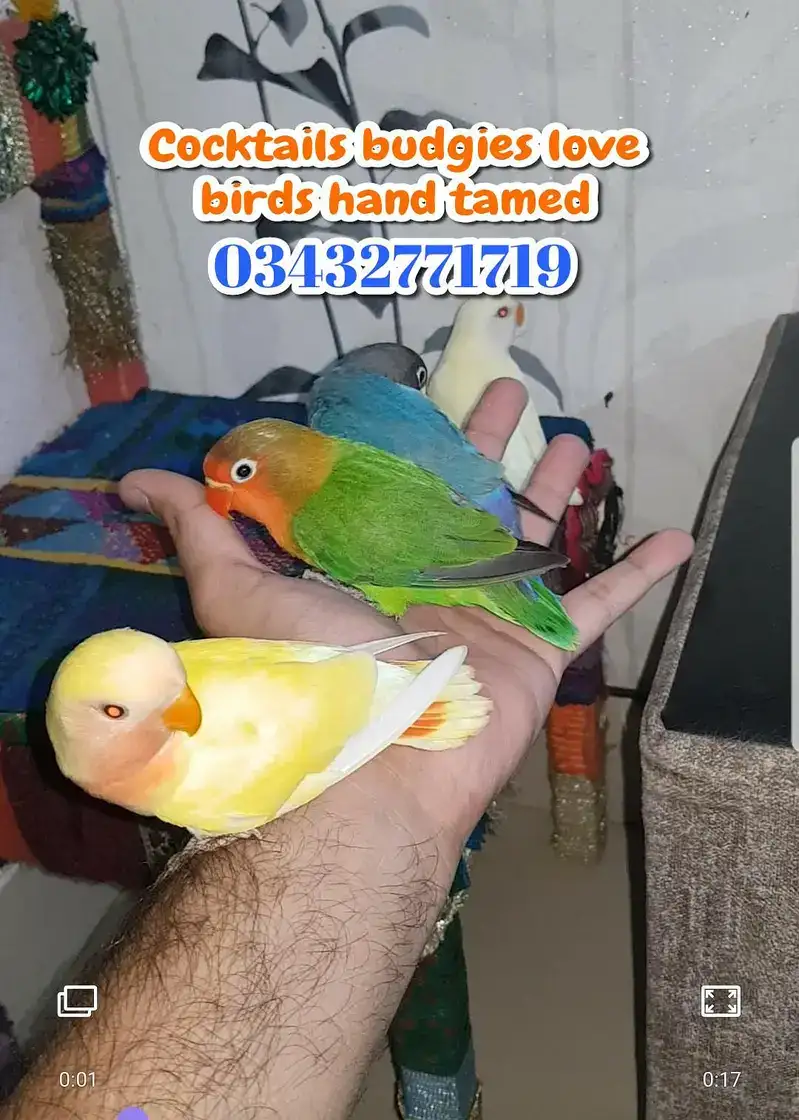 Pet Image
