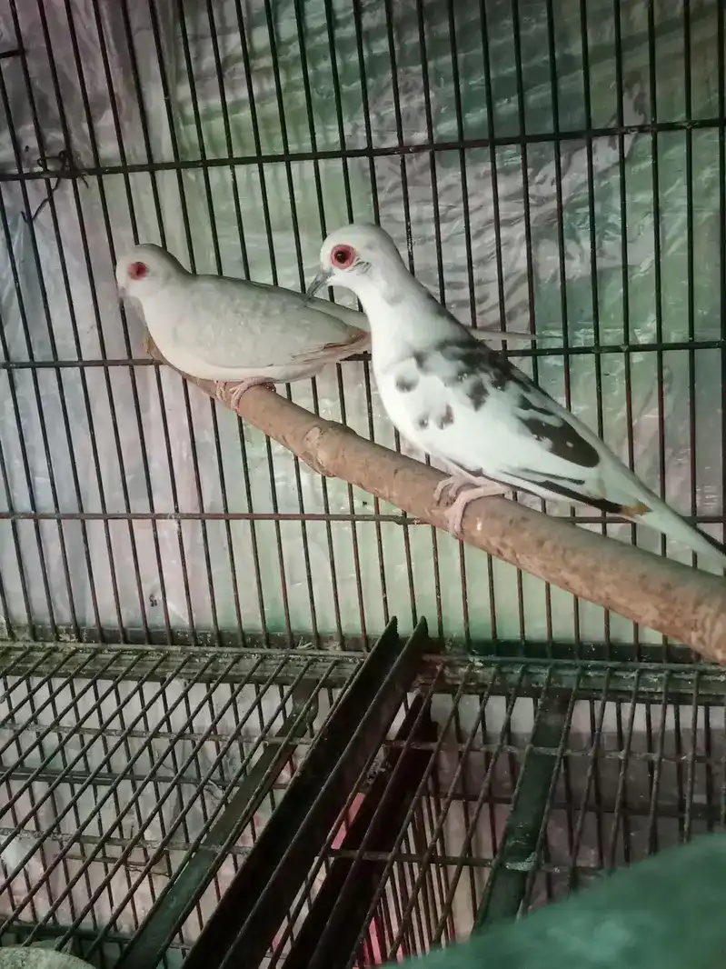 Pet Image