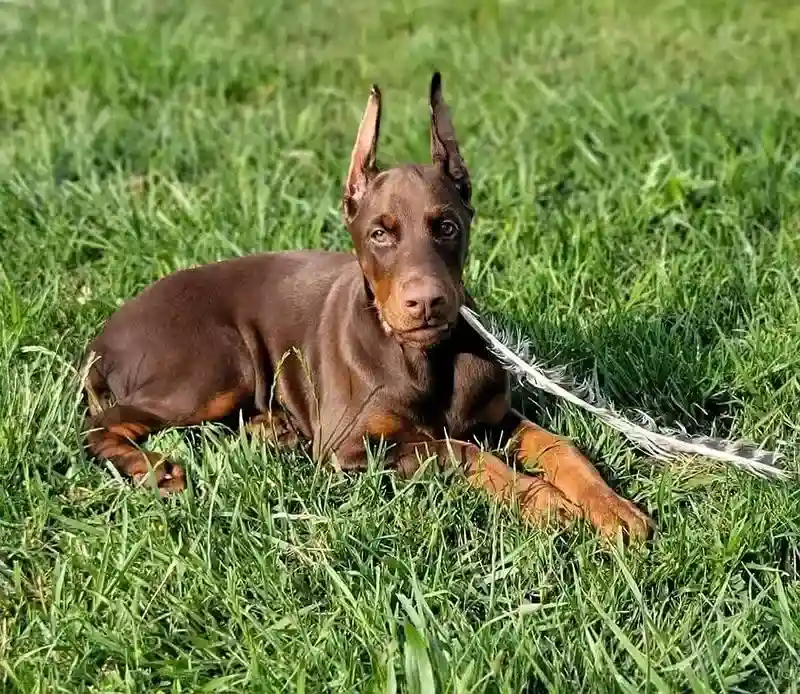 Pet Image