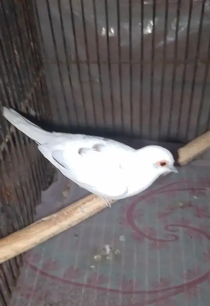 Pet Image