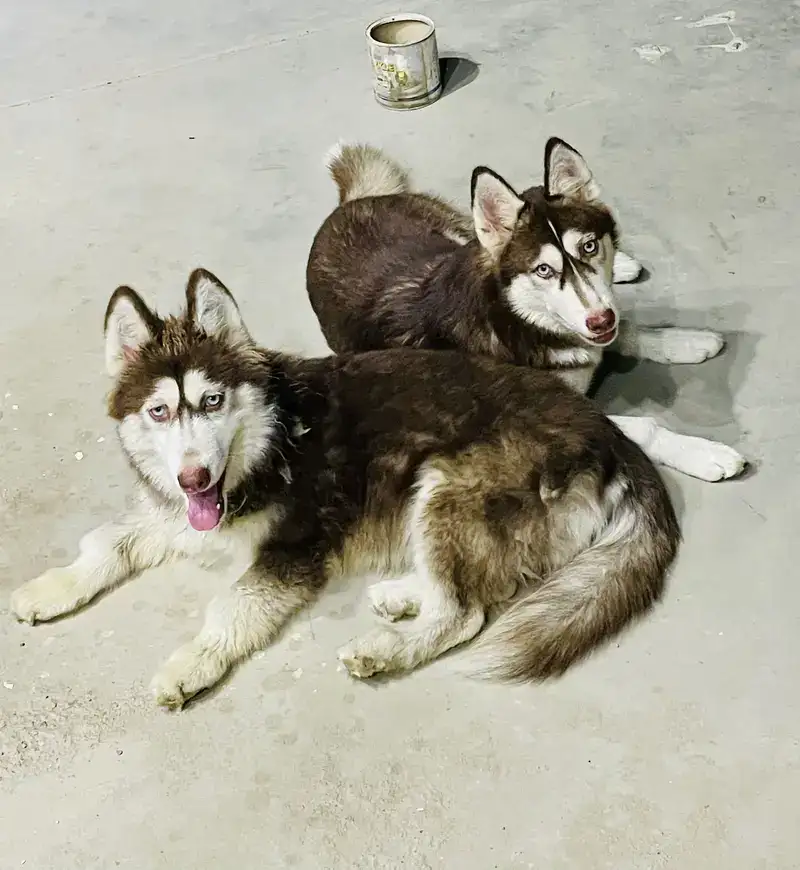 Pet Image