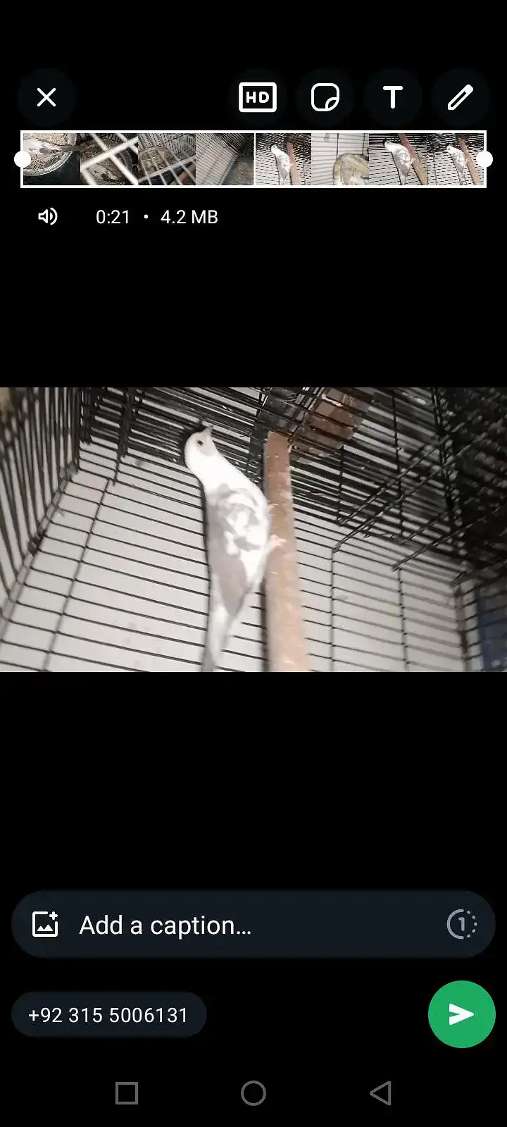 Pet Image