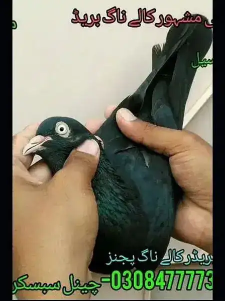 Pet Image