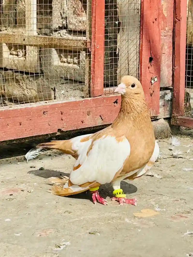 Pet Image