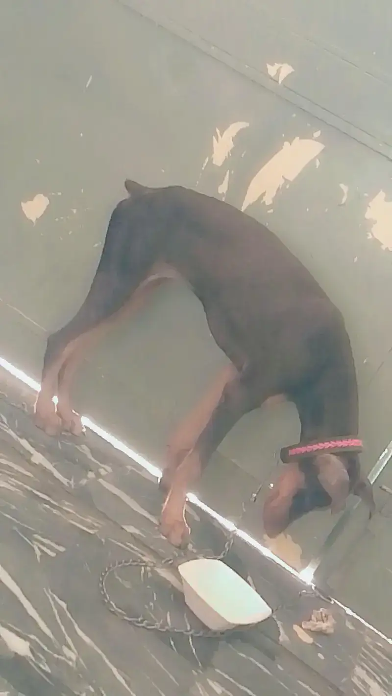 Pet Image