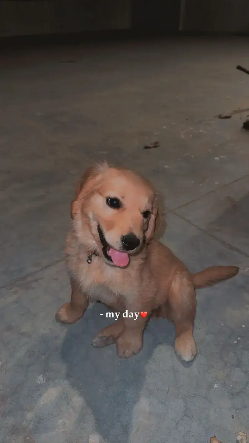Pet Image